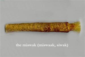 Miswak-Zahnbrste